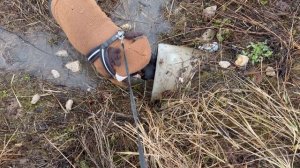 Уже очень хочется в трубу. Золота много не бывает