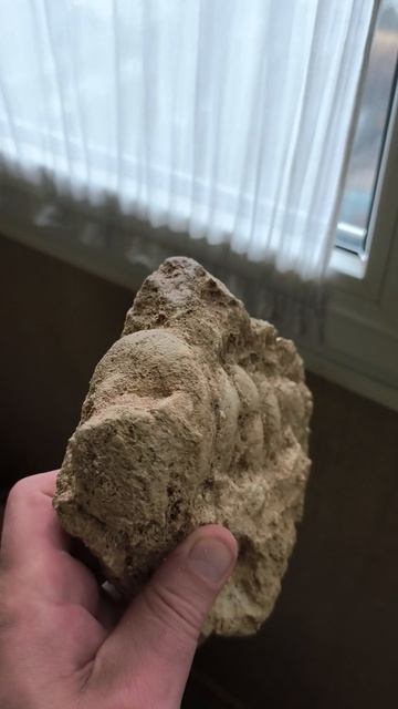 Campanile Giganteum в породе Крым Окаменелость Эоцен