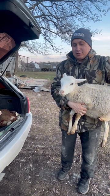 Покупка катумских ягнят