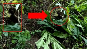 Гуманоид Инопланетное существо Напугал пешего Туриста в лесу