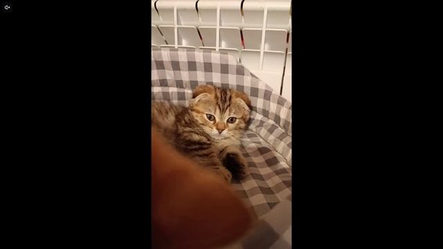 Котята питомника кошек  МИНИКОРЖИК