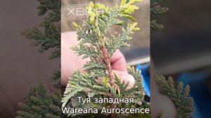 Обзор результатов прошлогоднего черенкования туй и можжевельников.mp4