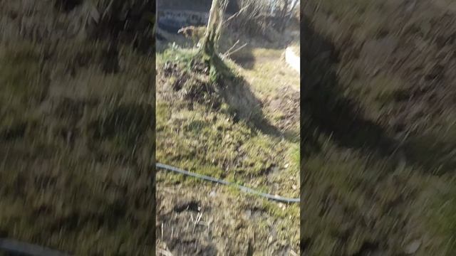 +5 В КАРЕЛИИ! СРОЧНО ОПРЫСКИВАЕМ БОРДОССКОЙ СМЕСЬЮ! СМОРОДИНА, ЯБЛОНИ И СЕКРЕТНЫЙ ЛОВЧИЙ ПОЯС