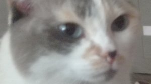 Рест :_(опис)