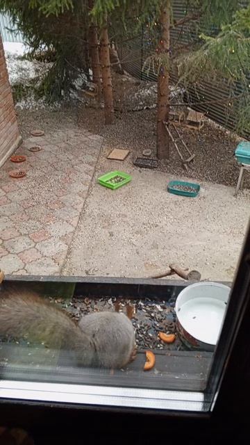 поздравление от белочек с Великой пасхой