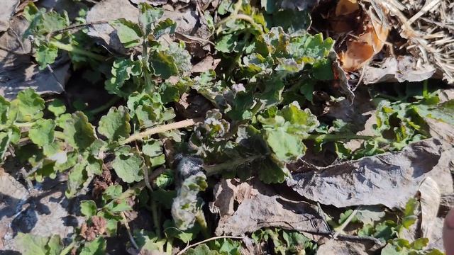 Чистотел - мощная трава здоровья!