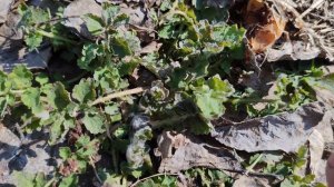 Чистотел - мощная трава здоровья!