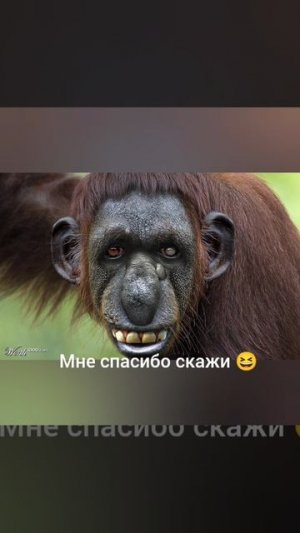 Я ОТЧИСТИЛА ТВОЙ КАНАЛ ДИМОН,НЕ БЛАГОДАРИ