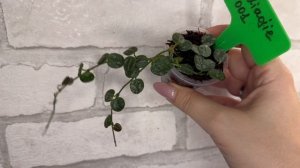 Хойи. Новинки. 12.04.2026