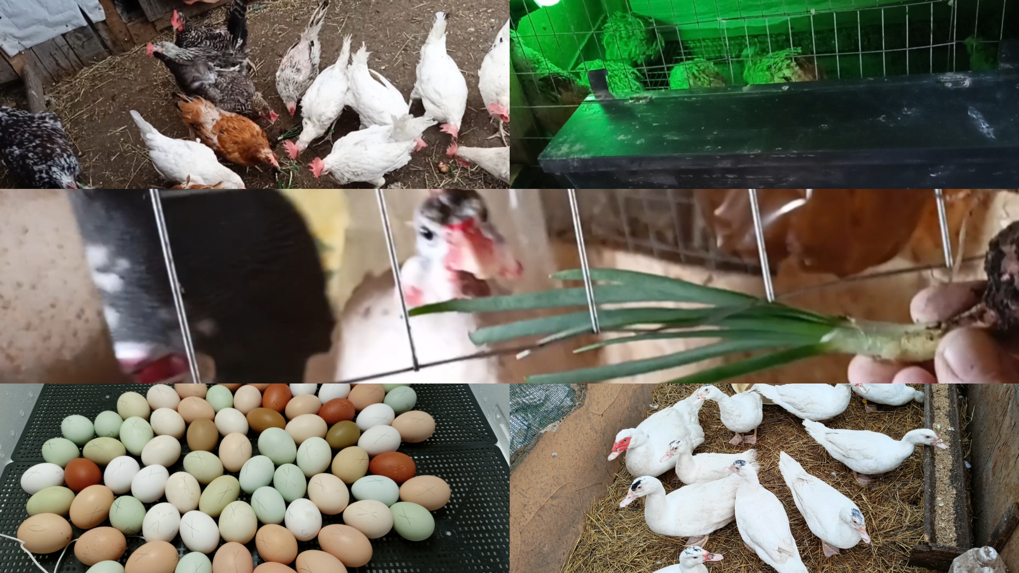 Новая закладка в инкубатор. Куры, утки, перепела, цесарки.