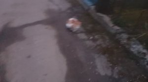 Я-КУРЬЕР. КОРМЛЮ БЕЗДОМЫШЕЙ ПОКА НЕТ ДОСТАВОК....