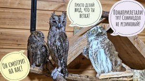 Сыч Лучик следит за совами сплюшками, сыч Пуньк следит за небом. Наприлетали всякие лоси и коршуны!