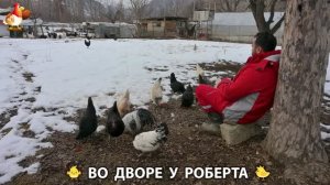 Содержание кур в домашних условиях и других птиц во дворе у Роберта 🐣🐤🦆🐔🪿🦃 (467)