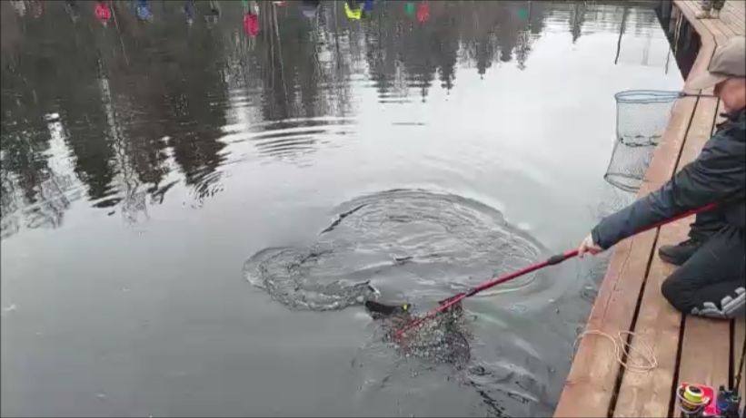 Поимки форели до и после запуска. Клёвое место, Лосиный остров, спорт-зона.
