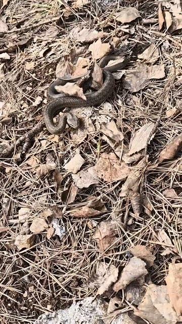 встреча со змеёй у Лаклинской пещеры, на территории Геопарка ЮНЕСКО «Янган-Тау»