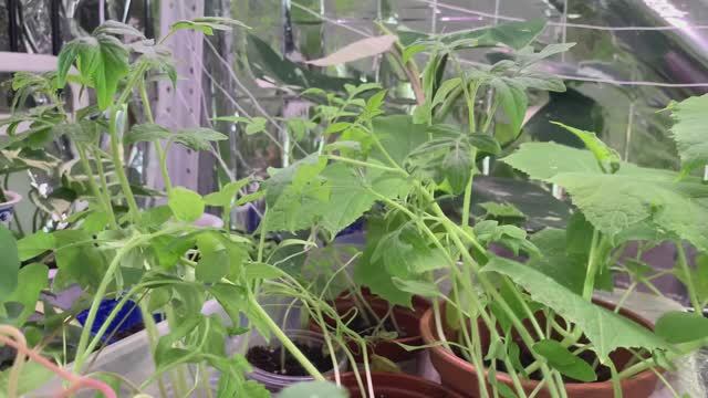 Обзор рассады через месяц от посадки