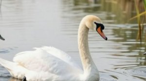 А белый лебедь на пруду 11-04-2026