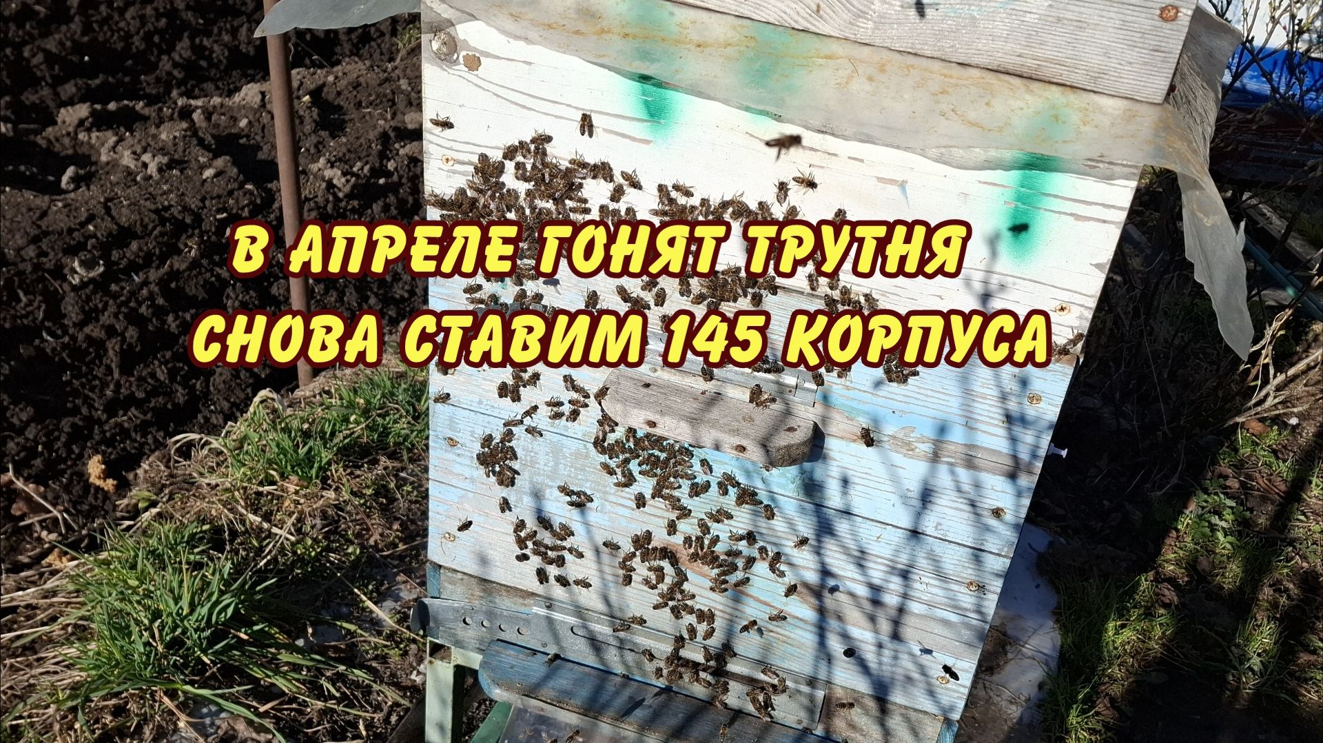 пасека в апреле гонят трутня да