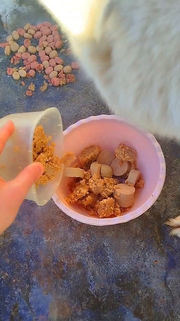 Кормлю Собаку жду когда за ним Приедут