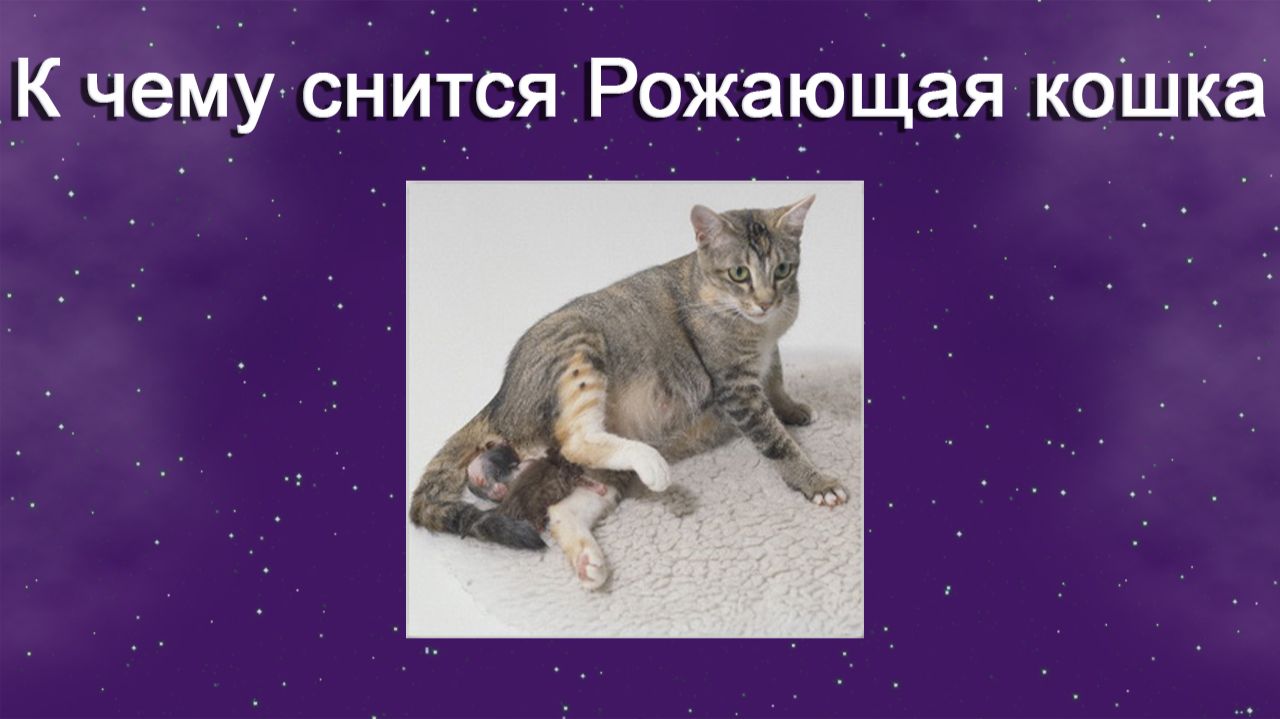 К чему снится Рожающая кошка - толкование сна