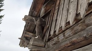 Жарю пирожки  Чищу снег 12.03.26