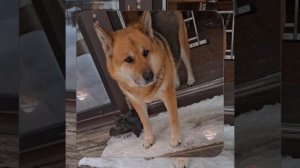 1000055841.mp4 (Собака наблюдает за устройством лестницы на 2-ой этаж в доме А-фрейм)