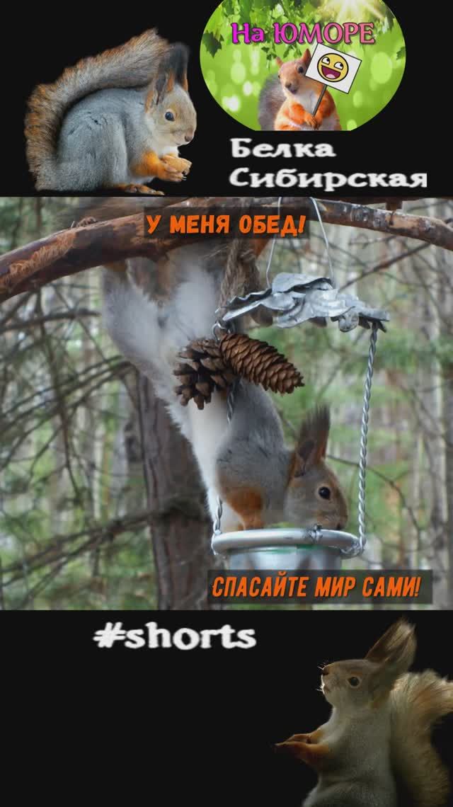 Белка лесная обезьянка