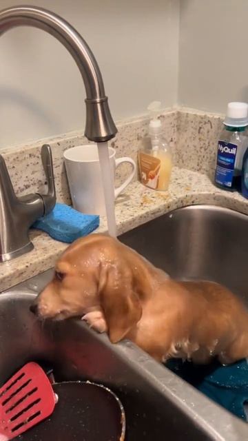 Как же они любят воду