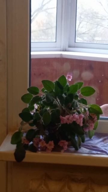 Цветок цветет на подоконнике