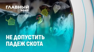 Нет теленка — нет мяса и молока. Как свести к минимуму падеж скота? Главный эфир