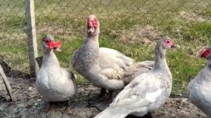 Мускусные утки лавандового окраса.