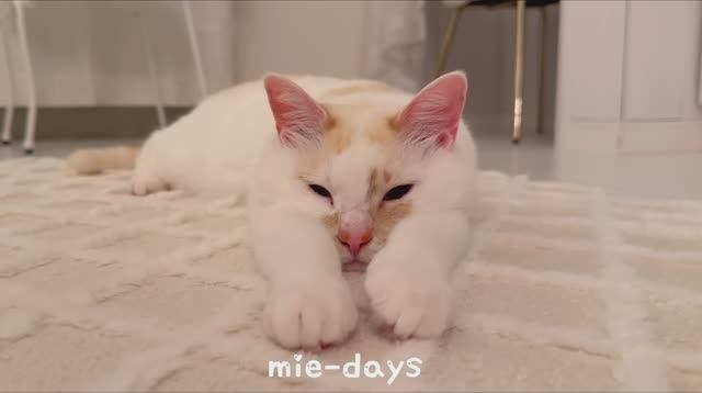 mie-days Весенний день с 4 утра  Хозяйка 50+, 3 кошки, обед и рецепты