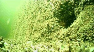 1000014988.mp411.04.2026г.Волга гл.5м.