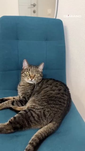 Домашний шоколад 🍫