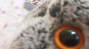 Мы попали в бальницу с Басиками ( 2 часть)