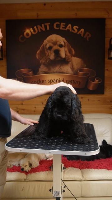 Американский кокер спаниель Арнольд