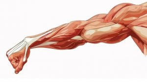 Как нарисовать. Мышцы на руках