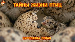 Тайны жизни птиц в природе – Куропатка белая