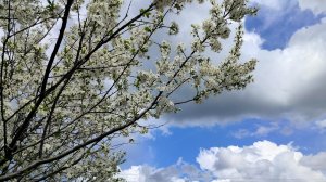 С Христовым Воскресением.