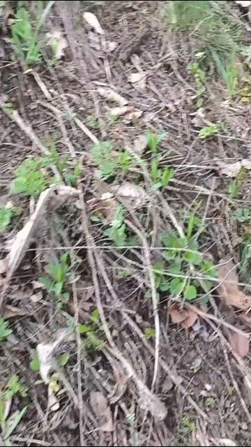 СБОР ГРИБОВ ВЕСНОЙ #ГРИБАЛКА