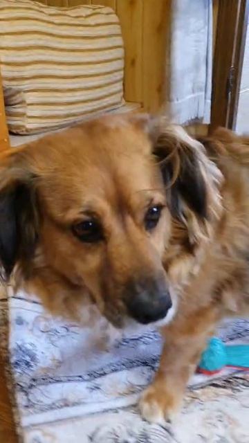 Лютик облюбовал новый ковер!