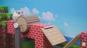 Хомяк выбирается из лабиринта! Он выбрал верный путь… 😱 5 часть