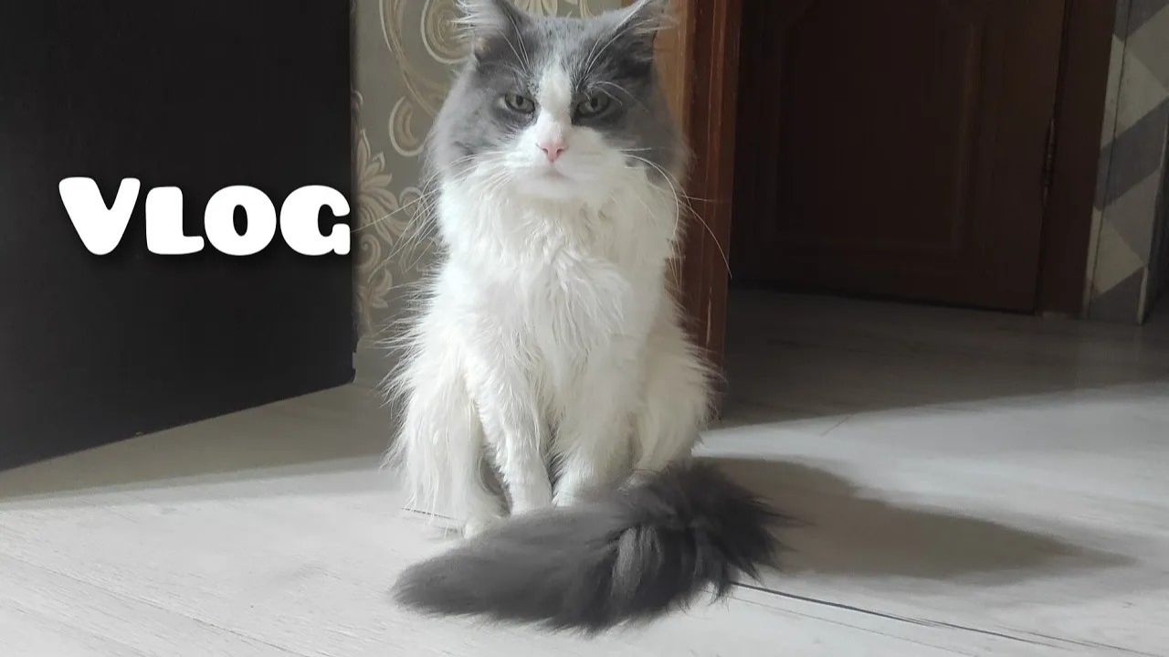 АРХИВ 2024 L Vlog: важный день - кастрация Буси | 11.03.2024