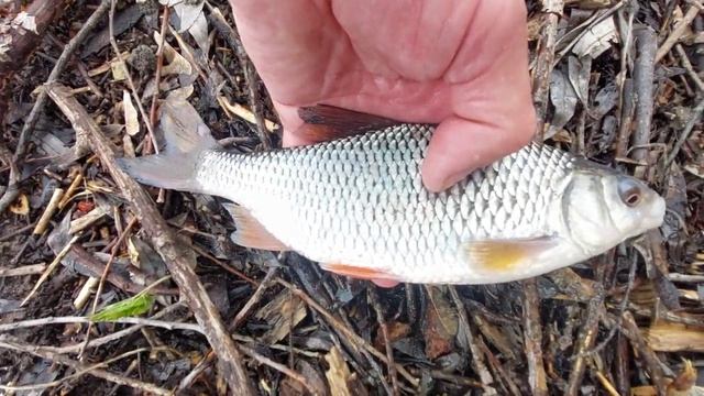 Три рыбы! Кто скажет название рыбок?)