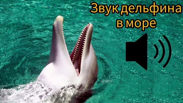Звук дельфинов в море/релакс для отдыха и сна