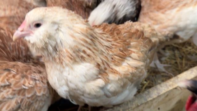 12 апреля. Кохи,  пушкари и фаверольки