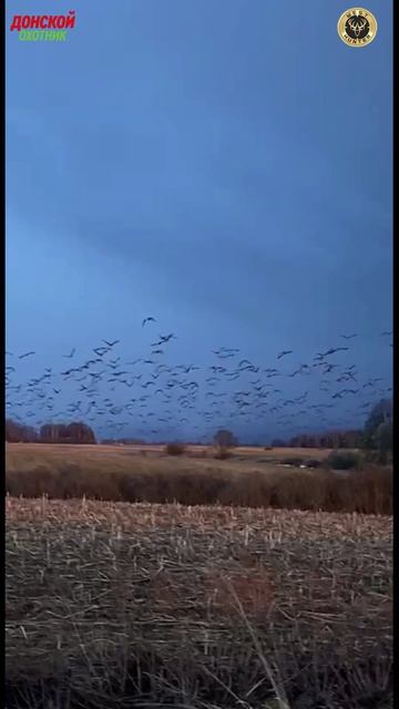 Охота на Гуся - что творится -  не сидите дома