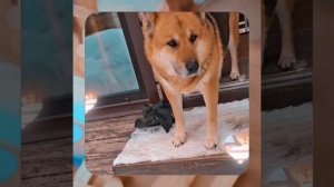 1000055837.mp4 (Собака наблюдает за устройством лестницы на 2-ой этаж в доме А-фрейм)