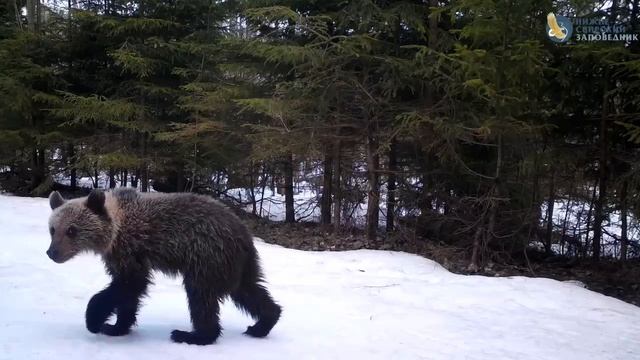 Медведи проснулись и сразу же устроили шествие. Ну теперь точно — весна