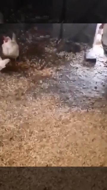 Стимул для петуха